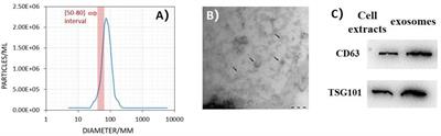 Exosomal MiR-769-5p Exacerbates Ultraviolet-Induced Bystander Effect by Targeting TGFBR1